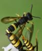 Cerceris rybyensis